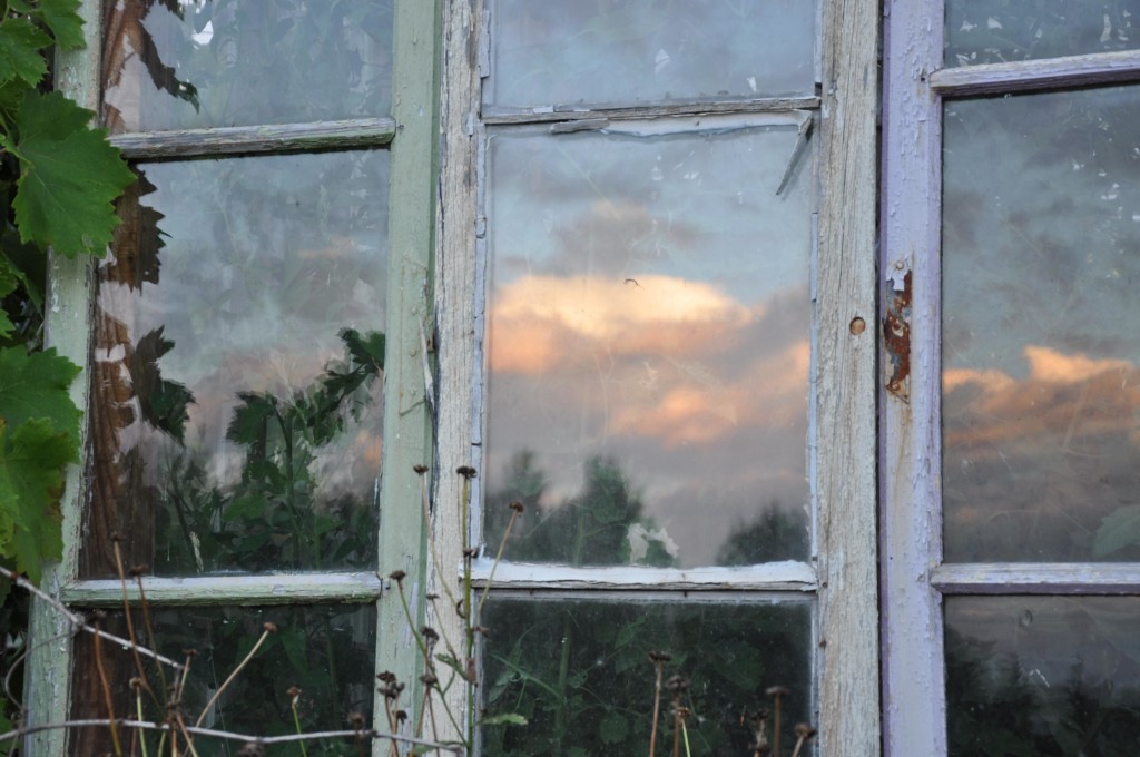 une figue dans le poirier