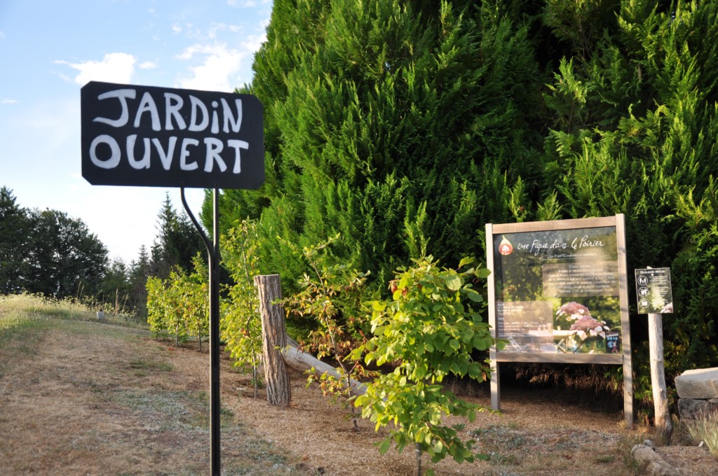 une figue dans le poirier